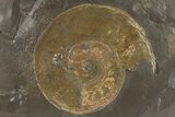 Jurassic Ammonite (Harpoceras) Fossil - Posidonia Shale, Germany #279368-1
